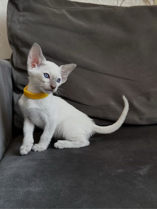 Ориентал кошка Лиловая сил-поинт