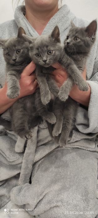 Шотландські кошенята, Scottish fold, Scottish Straight котики