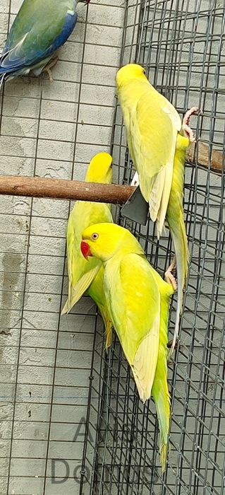 Ring Necks , Mustaches , Conures de Cabeça Azul