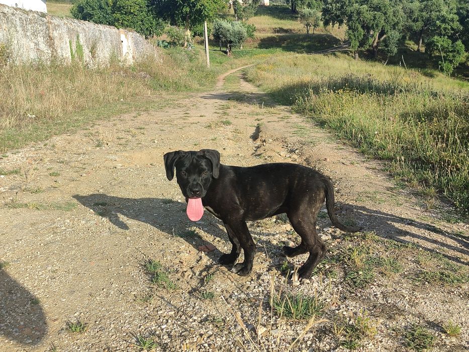 Cane Corso Italiano