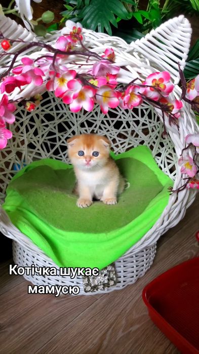 Милий ласкавий малюк. Кошенята золота шиншила.