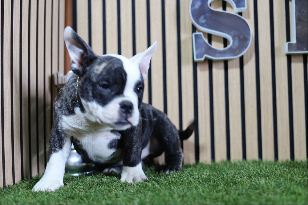 American bully mciro