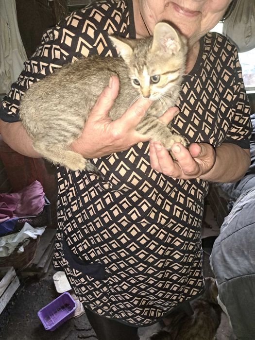 Шукаю родину для кошенят