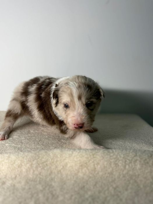 Szczeniak border collie samiec