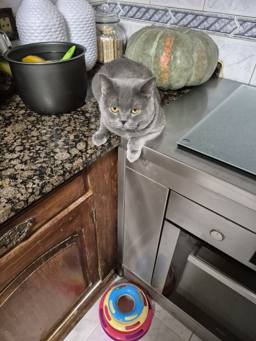 Scottish fold colorpoint  femea