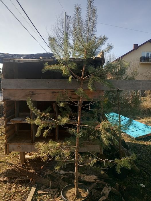 Sadzonki czarnej sosny