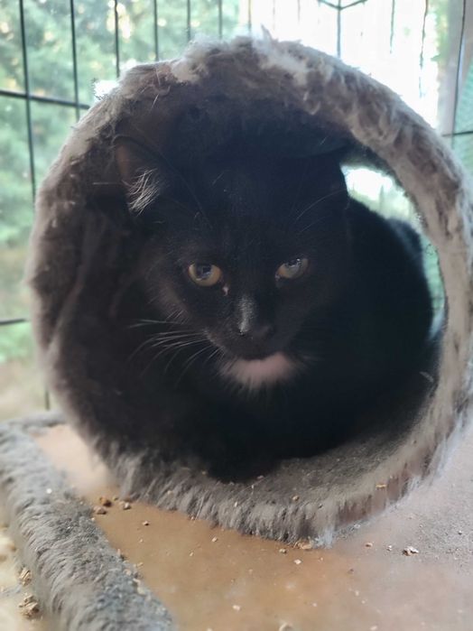 Czarne kocurki 3,5 miesięczne do adopcji