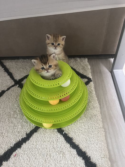 Золота Британська шеншила кошенятка