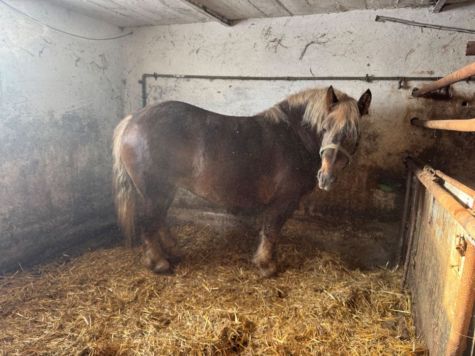 Sprzedam klacz źrebną