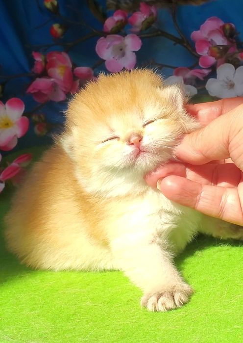 Очень нежные лапульки, ручные котята золотая шиншилла