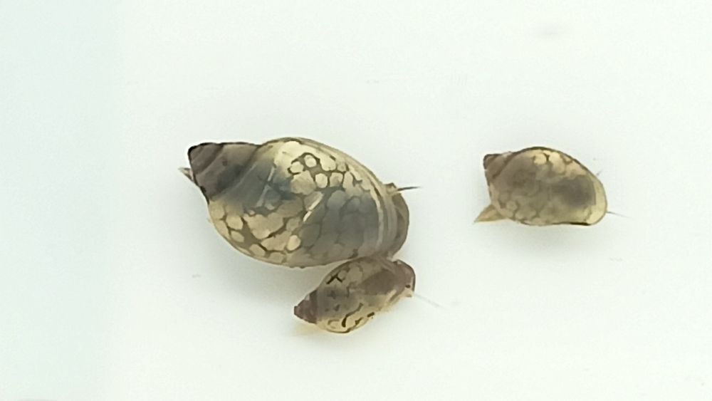 Caracóis Trombeta, Physas e Planorbis