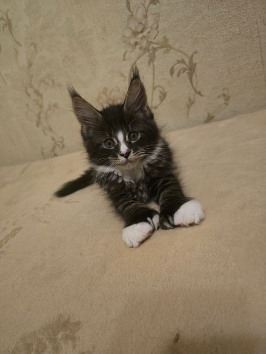 Изумительные котята  породы Мейн Кун