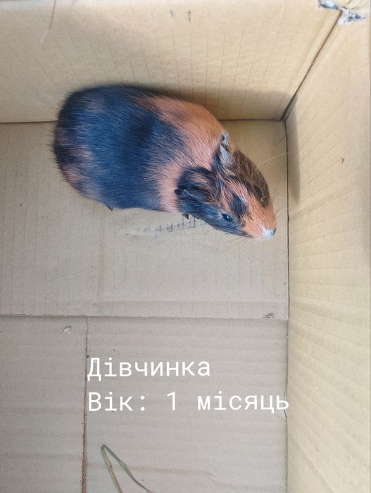Продам морські свинки терміново!!!