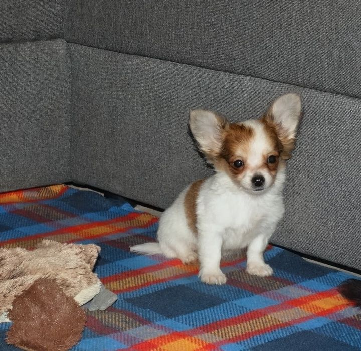 Chihuahua super przystojniak