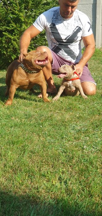 American bully pocket