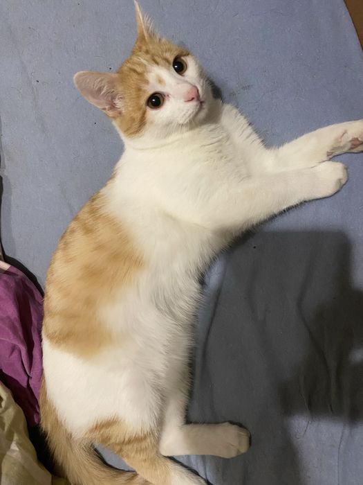 Віддам кошенятко в люблячу сім’ю