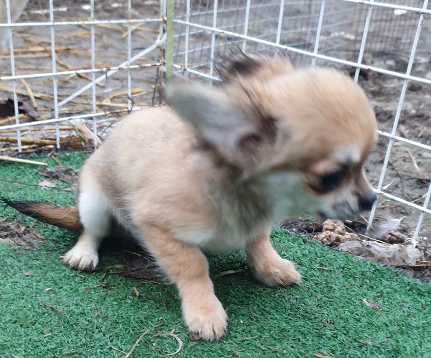 Соболинный мальчик чихуахуа длинношерстный