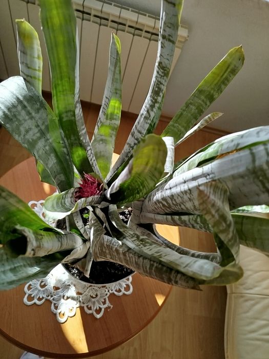 Aechmea piękna duża kwitnąca trzy sadzonki okazja