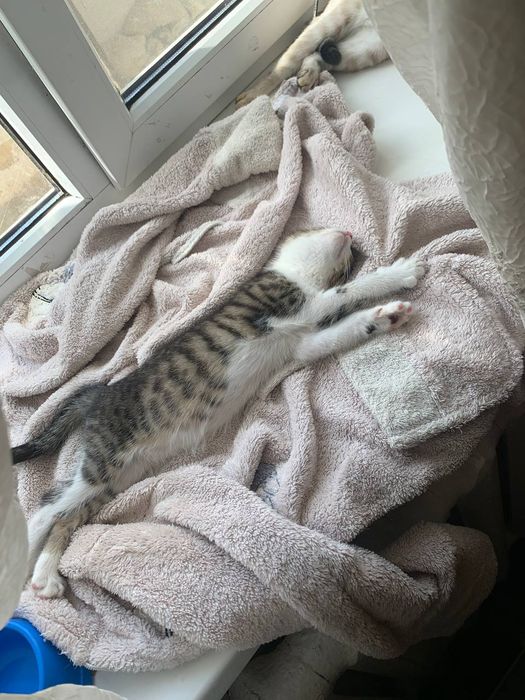 Отдам котика в добрые руки