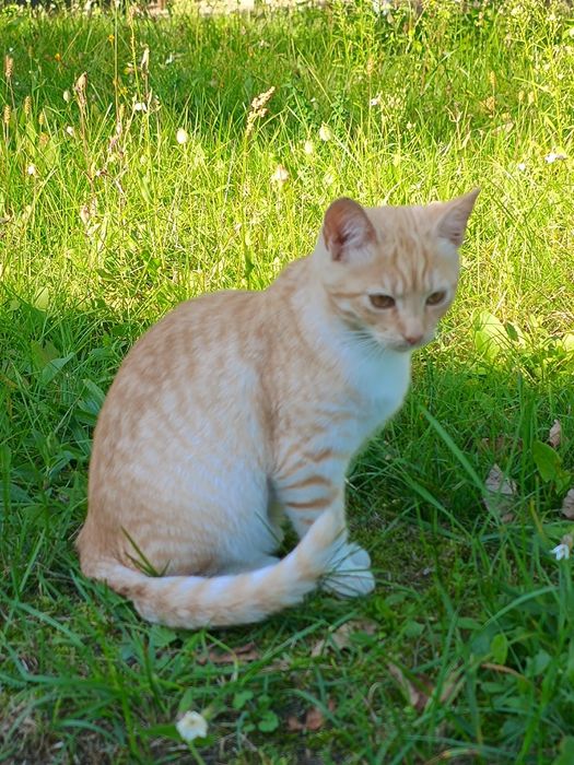 Koty do adopcji za darmo