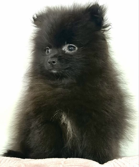 Pomeranian - szpic miniaturowy