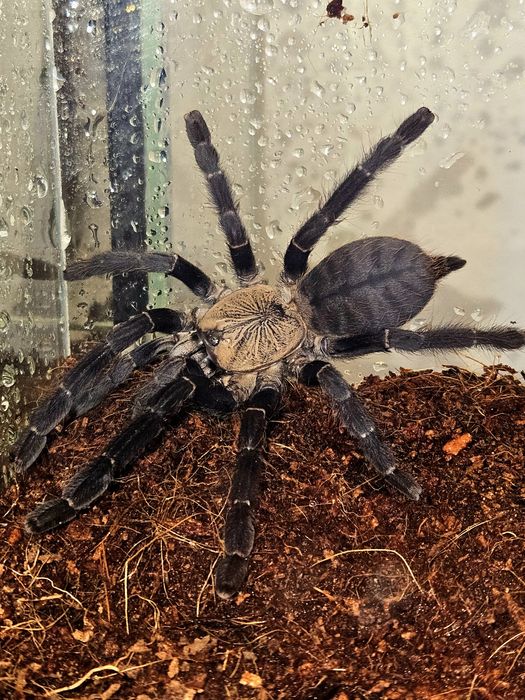 Phormingochilus hati-hati L2/3