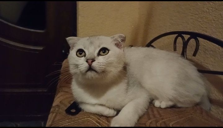 Срібний муркотун ns11