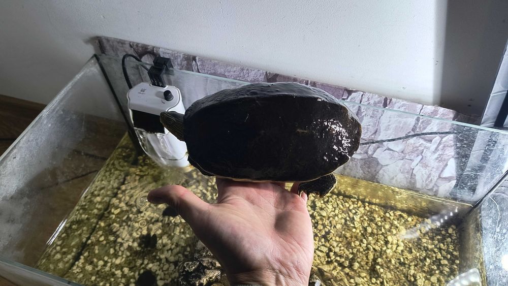 Żółw chiński wodno-lądowy