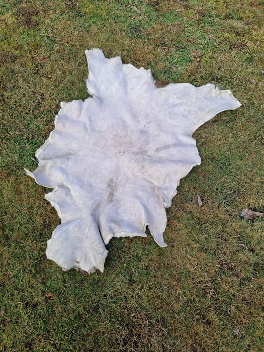 Skóra z Daniela  wygarbowana