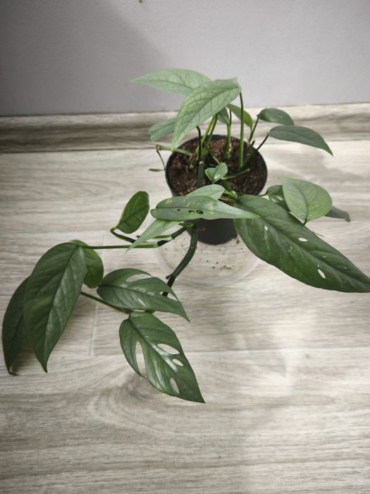 Эпипремум Себу Блу