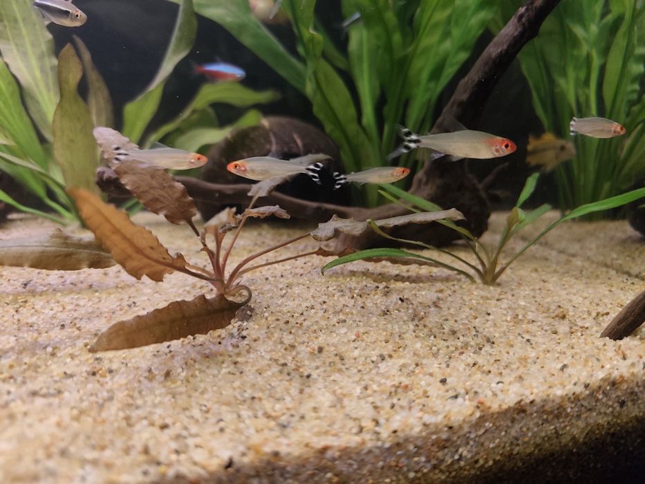 Zwinnik rodostomus 10 sztuk