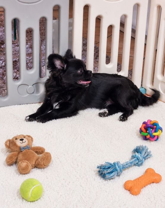 chihuahua macho pêlo longo idade 7 meses exemplar top super meiguinho