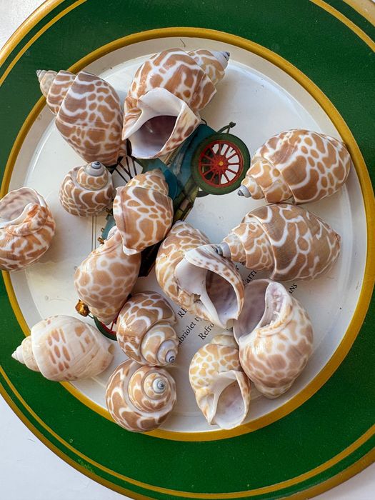 Ракушки бивальве