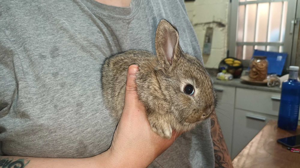 Vendo Coelhos  anões