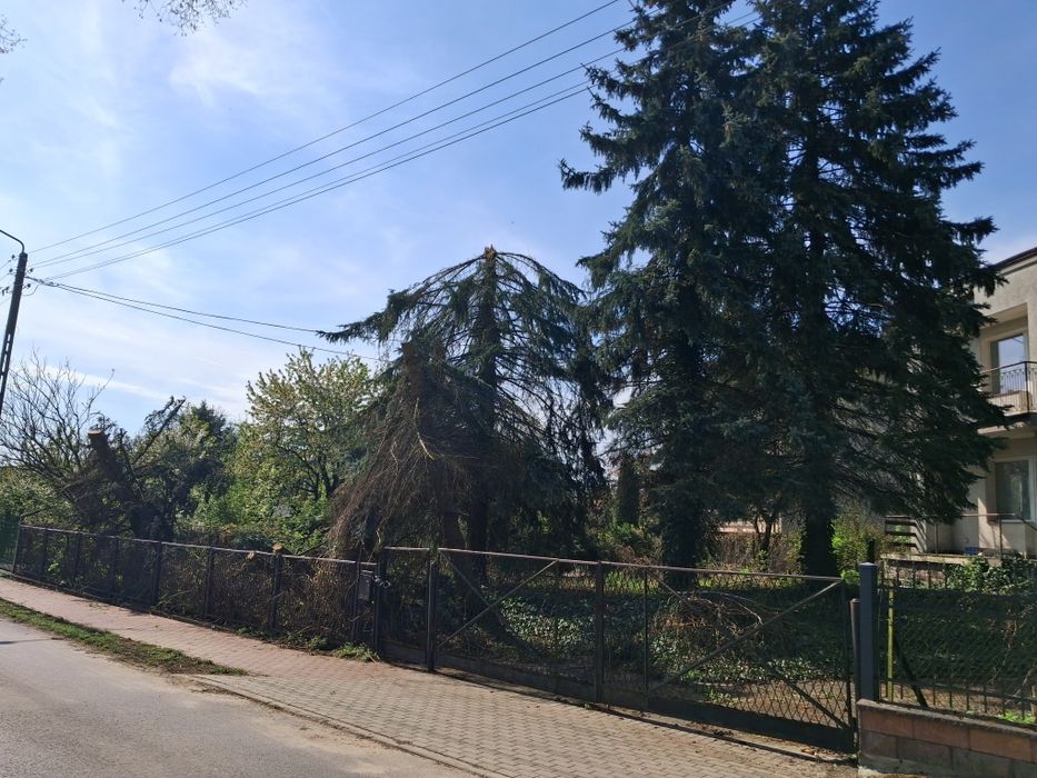 Oddam świerki w zamian za wycinke.