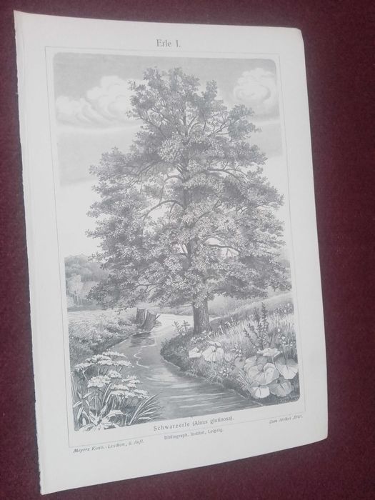 Olcha - Drzewa  oryginalna XIX w. grafika