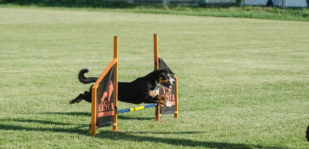 Ентлебухер зенненхунд  ODYSSEUS Энтлебухер зенненхунд!