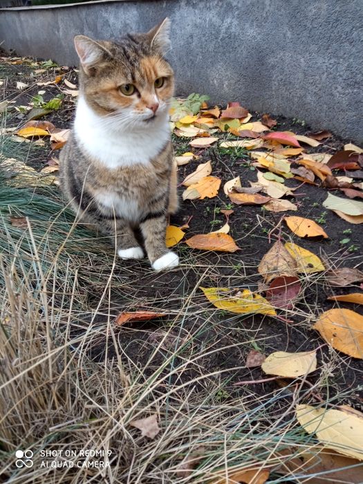 Кішка Маруся шукає родину