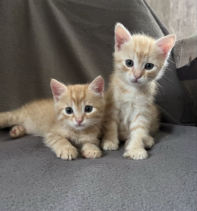 Котики в хороші руки