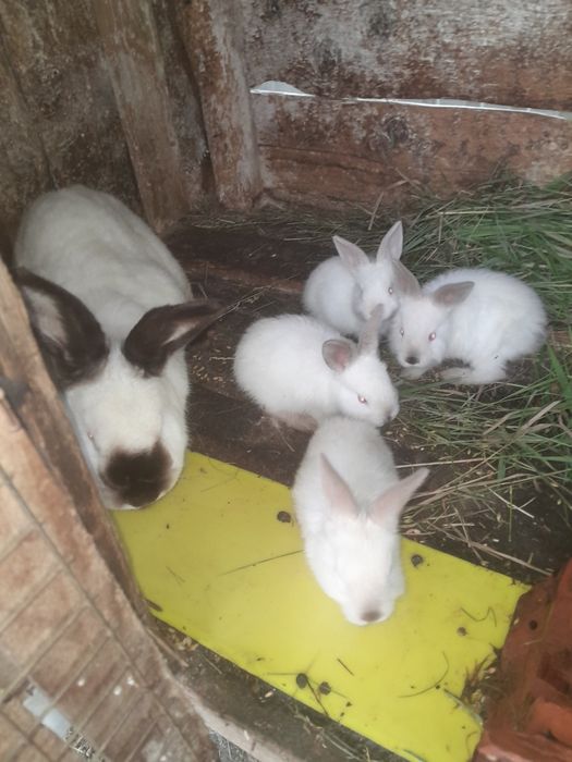 Різні породи кролів.