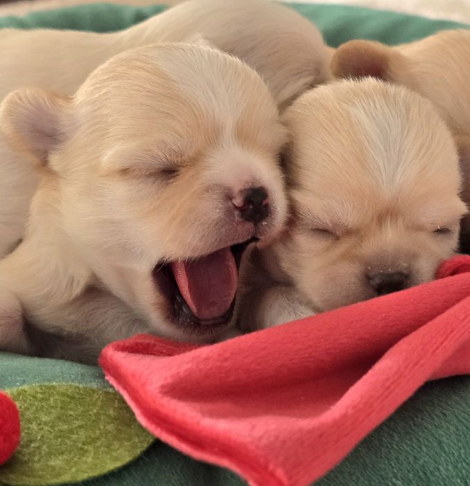 Chihuahua - wyjątkowy chłopak, FCI, ZkwP!