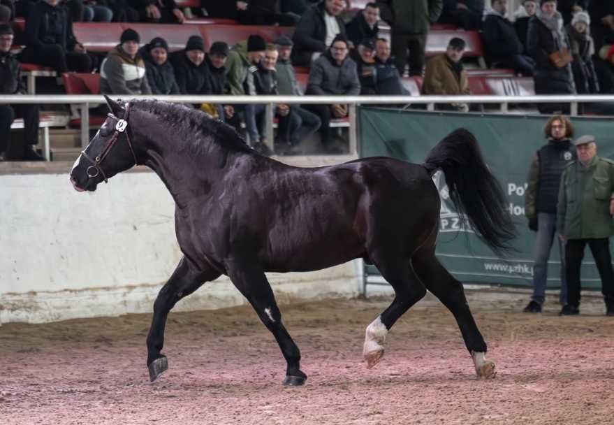 Ogier śląski Rik Stanówka