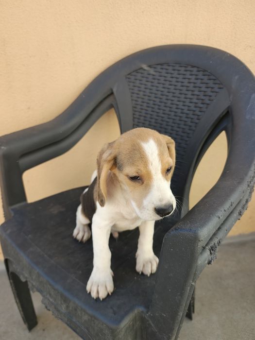 Beagle macho puro