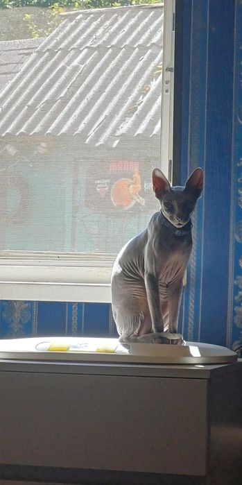 Шикарный кот Канадский сфинкс! Вязка!