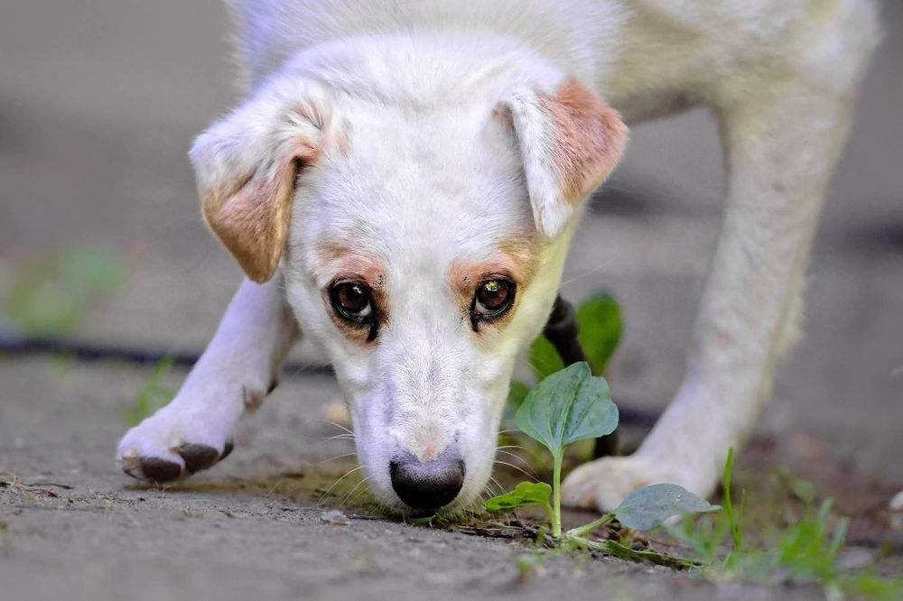 Mloda sunia Spinka blaga o dom
