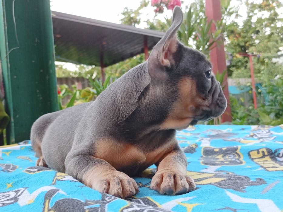 Блакитний малиш чекає Вас