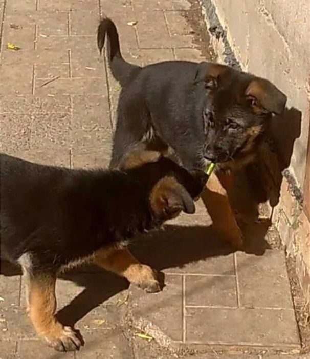 Щенки немецкой овчарки с родословной