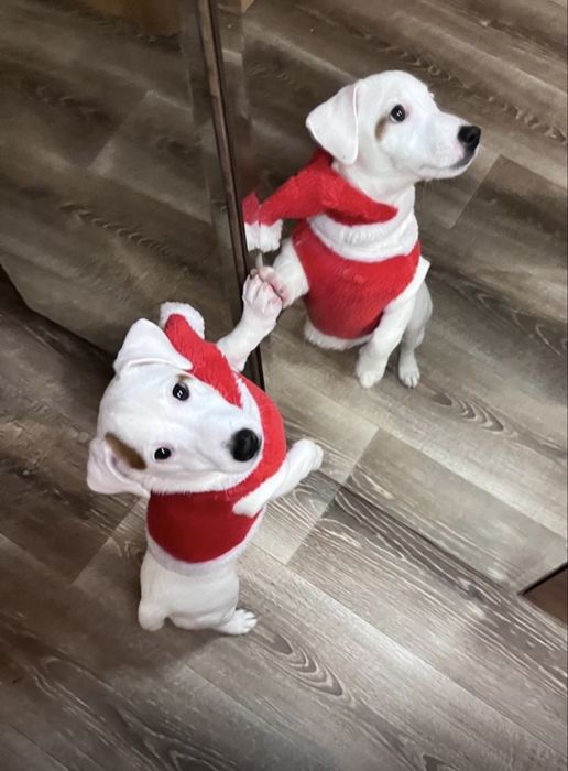 Красивая девочка ждет самых лучших родителей