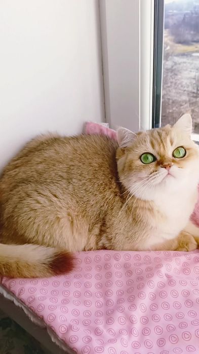 ЖДЁМ КОТЯТ. Висловухие и прямоухие котята золотые шиншиллы