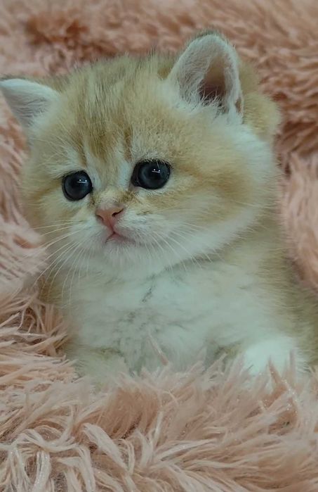 Gatinho Scottish Straight Golden